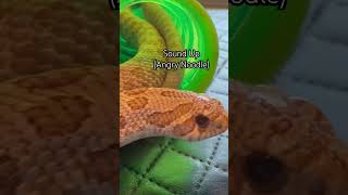 #hognose #hognosesnake #SNAKE #colubrid #hissysnake 😡#venomous #reptiles #snakecrazy #breeding 👏