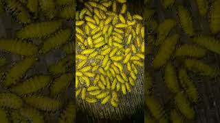 এৰি পলু 😋😋