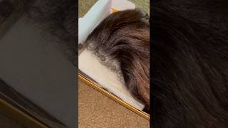*NEW* Sensationnel Curls Kinks & Co Kinky Edges Wig | Body Wave 18 WIg #Shorts