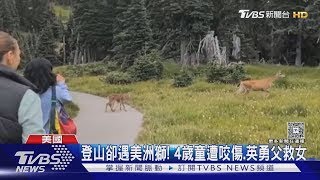 美國頻傳人獸衝突 黑熊襲威斯康辛婦 美洲獅咬4歲女童｜TVBS新聞