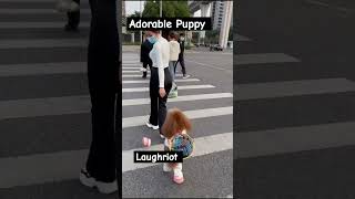 Adorable Puppy #pets #funny ##justforfun #laughriot #fun #goodvibes #tredingpost #foryou fo