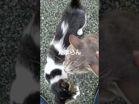#shorts #地域猫