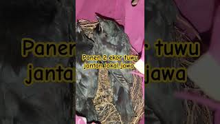 panen Ahir musim 2024 tuwu lokal Jawa #shortvideo #asiankoel #tuwu