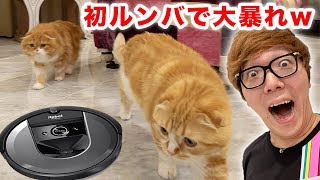 最新最強のルンバ買ったらまるお&もふこ大暴れwww