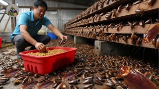 How the Chinese handle tons of cockroaches on farms - Explore the world's largest cockroach farm
