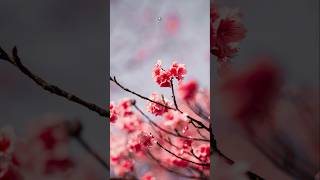 Let the Blossoms Decide 🌸🌷 Which Spring Aesthetic You Are 💐 #SpringAesthetic #AestheticShorts #short