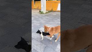 Playing #dog #dogfunny #dogvideo #animals