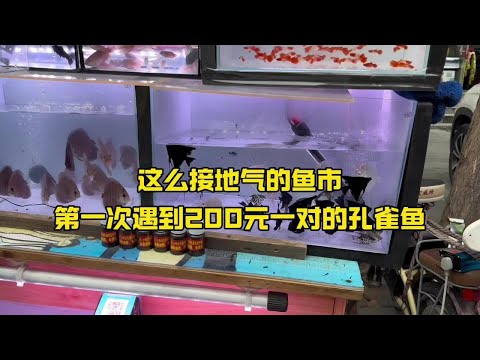 这么接地气的鱼市，第一次遇到200元一对的孔雀鱼#逛鱼市#孔雀鱼