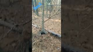 #watchnow #subscribe #offgridliving #nature #survivingtrump #mustshare#30daysoffgrid