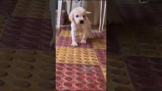 top quality Labrador puppies for sale - 70958 00687