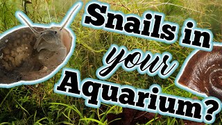 Freshwater Aquarium Snails: The Good, The Bad & The Ugly
