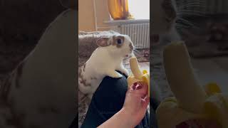 Cute adorable Rabbits #rabbit #bunny #animals #pets #petcare #petvideos #fyp #shorts