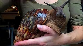 非洲生物入侵中国，连水泥地都不放过，广东吃货：不得不怂！