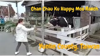 Chan Chau Ku Happy Moo Ranch, Yunlin County Taiwan/1-12-23 (Taiwan Memory)