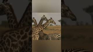 Africa stole my heart... #traveldiaries #amazingwildlife #africansafari #subscribetomychannel