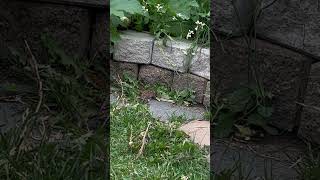 Injured little bird fully recovered-受伤的小鸟已经重归大自然了👍🌹🌹🌹