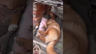 #dog #puppy #animals #pets #pig #duck