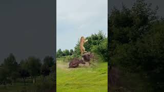 Discovery seen 野牛大战狮子 "动物战力比拼 "动物精彩瞬间