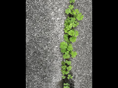 「네잎클로버의 진실」 「四つ葉のクローバーの秘密」“The Secret of the Four-Leaf Clover” – A Poem of Luck in 35 Languages