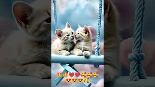 ❤️❤️😍😍😍😍❤️ #vinugirl #vinuperera #cat #beaglecrew #musiccat #music #catlover #musicvideo #love #mus