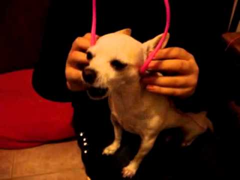 Pinky, chihuahua listening to music and singing !