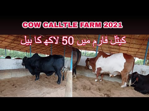 Cow Cattle Farm 2021 || Cow vlog 2021 || bakra eid 2021