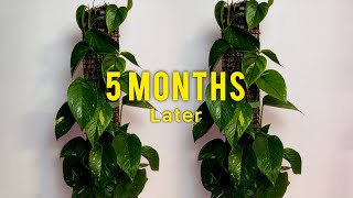 How to Grow POTHOS in MOSS POLE?