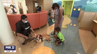 Therapy dogs spreading cheer at Chicago children's hospital