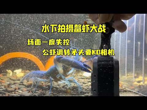水下拍摄鳌虾大战，场面一度失控，公虾要跟相机大战三百回合
