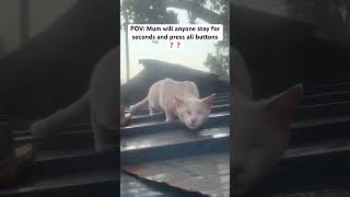 #please #catlovers #help #Catinned #catlifes #animalsrights #catscare #savealife #catwellness #cat