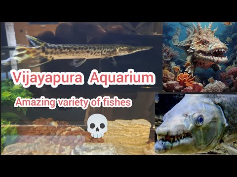 Vijayapura Aquarium | rare fish | Aquarium