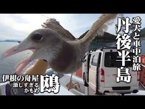 【丹後半島車中泊2Days＃2/激ヤバカモメ】遊覧船で伊根湾を楽しみ疲れ果てる