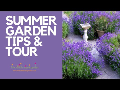 High summer garden tips & tour - lavender, thugs & re-vamping the border...