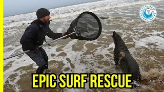 Epic Struggle: Rescuing a Massive Bull Seal