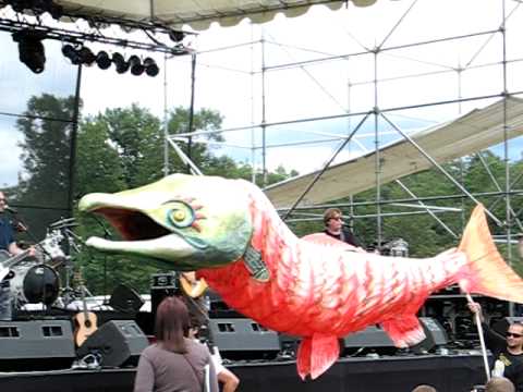 Fish at a Toad concert