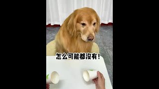 狗子：这是怎么回事？我明明看的非常认真 #万物可爱计划  #小狗是宠物更是家人  #内容启发搜索  #萌宠出道计划  #抖音萌宠