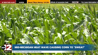 Mid-Michigan heat wave causing corn to 'sweat'