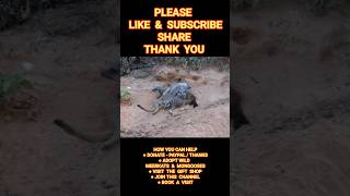 #Meerkat #Meerkats #Suricate #Suricates #Suricati #Suricto #Animaliselvatici #ミーアキャット #Mīakyatto x13