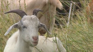 Love goats? Edmonton hiring coordinator to oversee herd