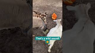 Donkey Halloween Treat 👻 #farmfriends #pets #animals #cute #funny #donkey #goat #pumpkin #haloween