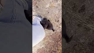 #day_4  #labrador  #doglover #dogshorts  #doglife #calmdown #music #welcome #love