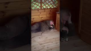 Floor sanding as form of deep relaxation #woodworking #floorsanding #funnyvideo #easyjob
