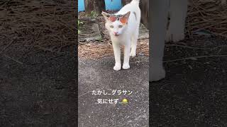 たかしー🩷グラサン気に入ってる⁉️  #猫#ねこ#ねこのいる生活#shortvideo#shorts