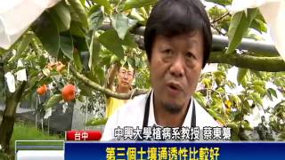 品質佳賣相好 台中高山甜柿稱王－民視新聞