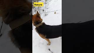 #dog The walk in the forest with a dog 🐶 #slavaukraine