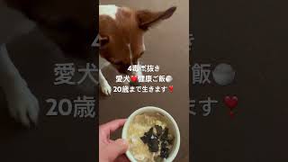 4毒抜き☠️愛犬❤️健康ご飯🍚20歳まで生きます。絶好調💪