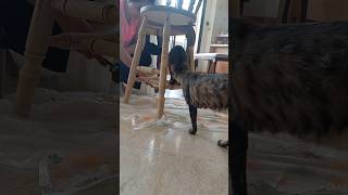 Meet my 'helper'cats: Felfel & Feshan vs. paint! 😹🎨#cat #cute #shortvideo #shortsviral #funny