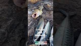 Ang laki ng nahuli kong COD fish! | Norway Life  #shortsfeed #codfish  #shorts #viral #norway