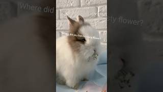 More Flowers Please!🐇 #shorts #shortsvideo #pethumor  #cuteanimals