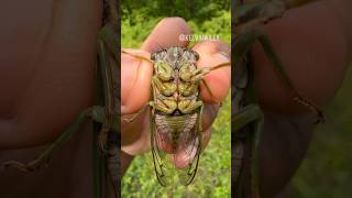 A Noisy Cicada!!! 🔊 #insects#bug#spider#tarantula#entomology#cicada#invertebrates#cicadas#fyp